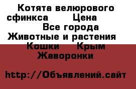 Котята велюрового сфинкса. .. › Цена ­ 15 000 - Все города Животные и растения » Кошки   . Крым,Жаворонки